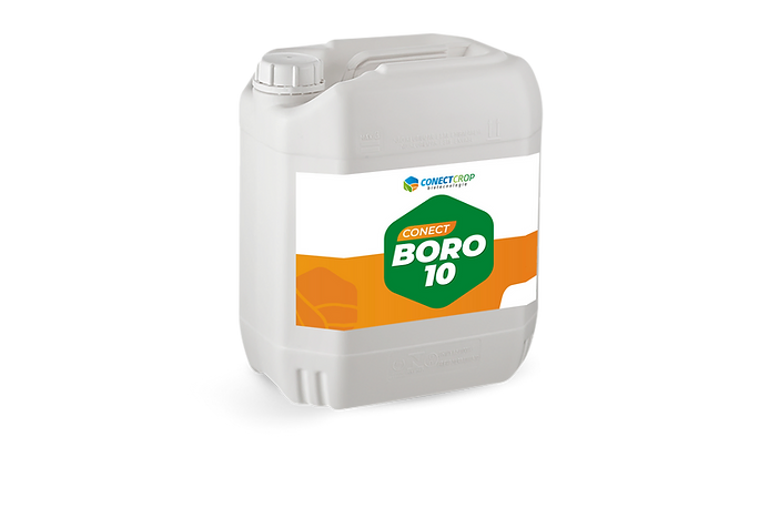Conect Boro 10